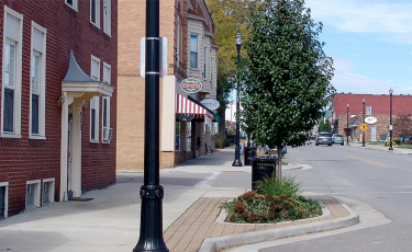 Trees along Main Street
