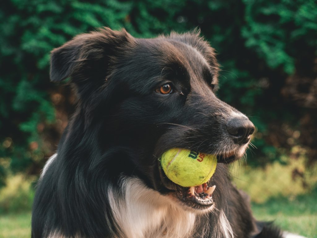 Dog with tennis ball